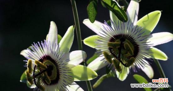 传递时间的美丽花卉，寓意深远 时钟花的花语与意义