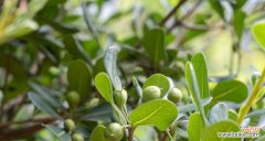 传承千年的诗意，舒展人心的柔美 海棠花语之美