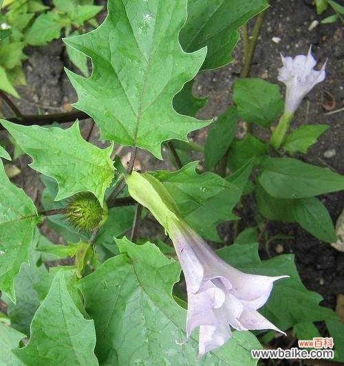 曼陀罗花语的美丽寓意与当今社会的环保呼声 曼陀罗花语与绿色生活