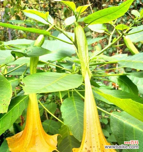 曼陀罗花语的美丽寓意与当今社会的环保呼声 曼陀罗花语与绿色生活