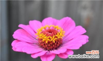 揭秘曼陀罗花的背后故事与美好寓意 粉色曼陀罗的花语