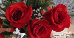 了解玫瑰花语，送出不同的情感 十一朵玫瑰的象征意义
