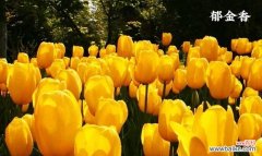 传递着多种情感的美丽鲜花 郁金香的花语