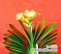 探索君子兰的深层寓意和代表的美德 君子兰的花语与象征意义