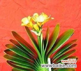探索君子兰的深层寓意和代表的美德 君子兰的花语与象征意义
