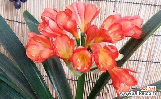 探寻君子兰的象征意义 君子兰的寓意和花语