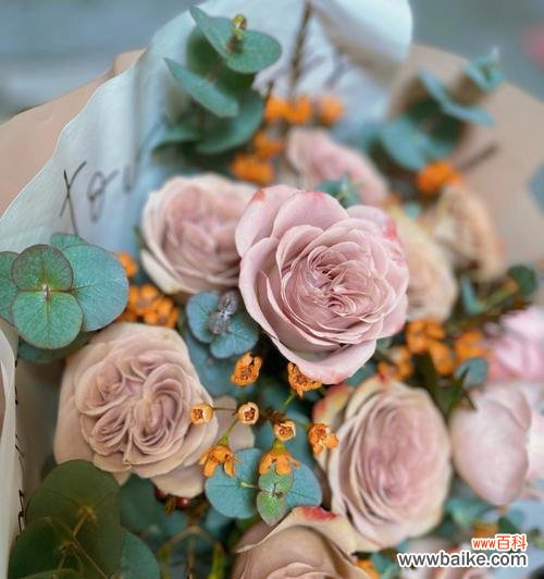 唯美浪漫的爱情象征 卡布奇诺玫瑰花语