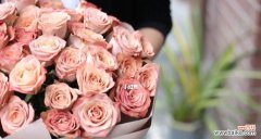 探索咖啡花朵的含义 卡布奇诺玫瑰花语与寓意解读