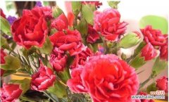 以10朵康乃馨代表的花语解读与传达 康乃馨花语的深刻含义