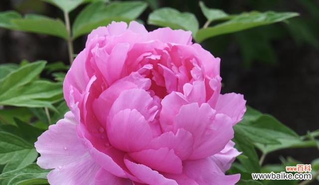 哪种花的寓意最为霸气？