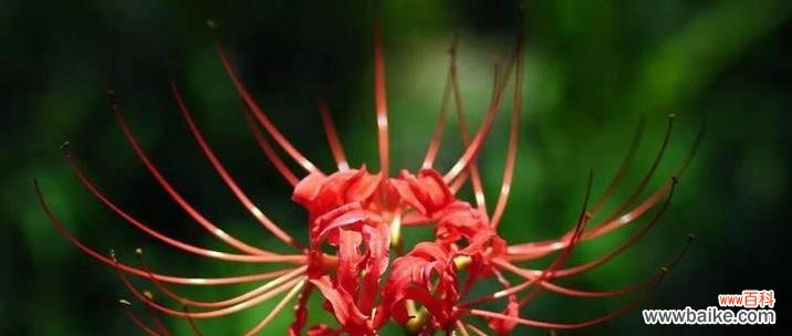 哪种花的寓意最为霸气？