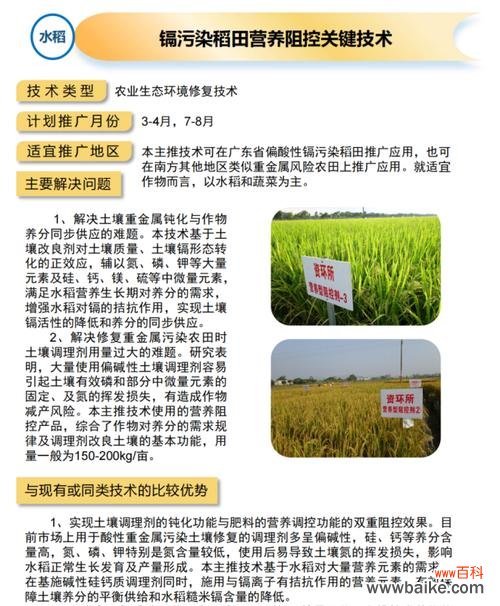 水稻4.0技术是什么？它对农业发展有何影响？