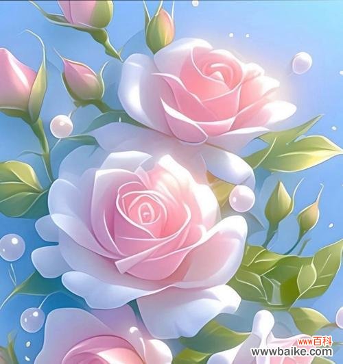 11粉色的玫瑰代表什么意思?粉色玫瑰的含义是什么?