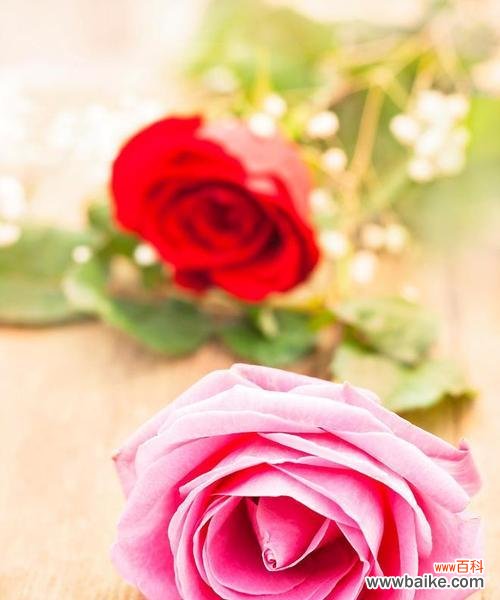 11粉色的玫瑰代表什么意思?粉色玫瑰的含义是什么?