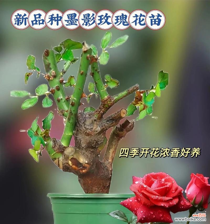 给闺蜜送盆栽有什么讲究？哪些盆栽适合送人？