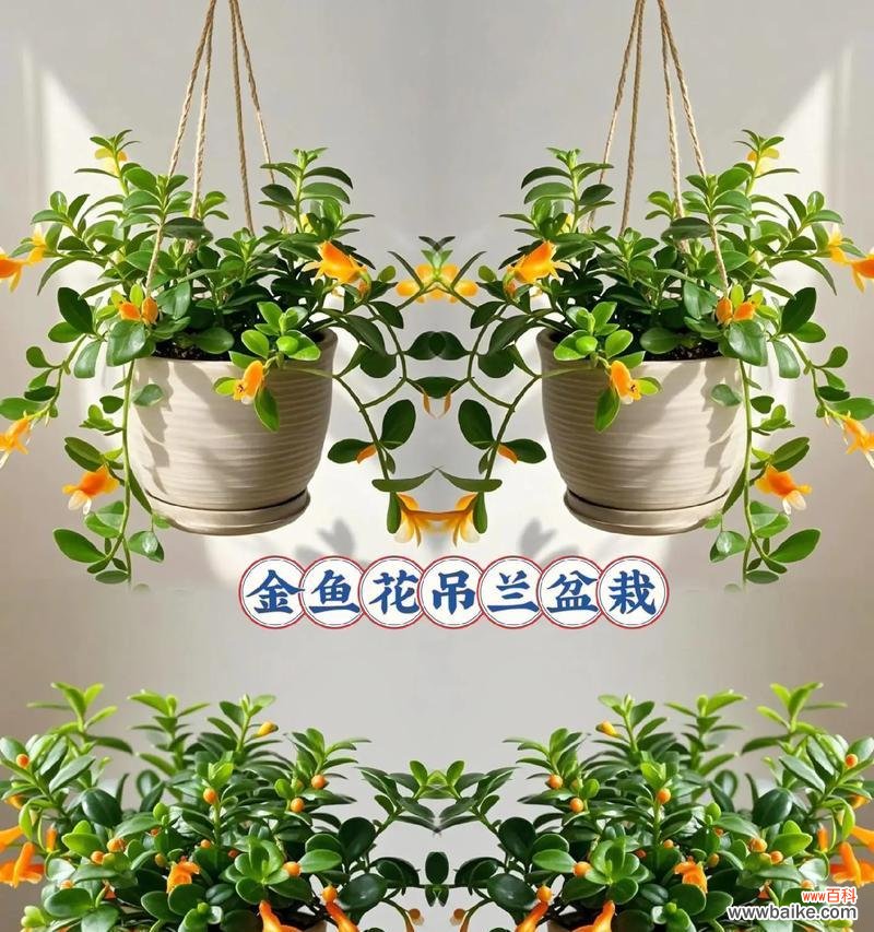 给闺蜜送盆栽有什么讲究？哪些盆栽适合送人？