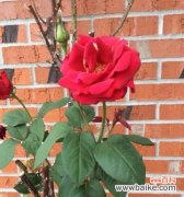 网名“风中百合”有何含义？“风中百合”代表了什么？