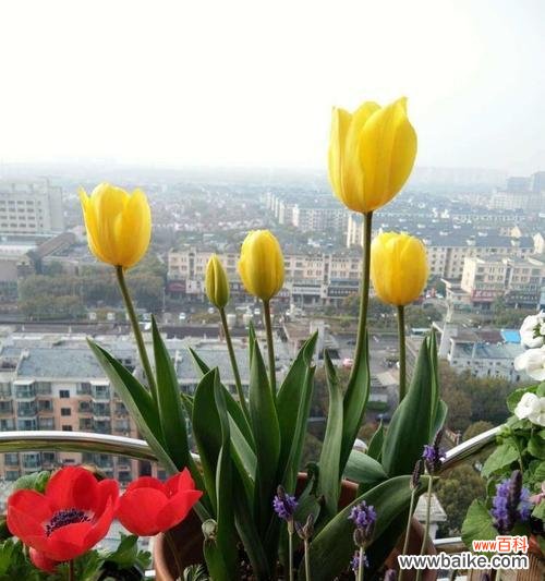 网名“风中百合”有何含义？“风中百合”代表了什么？