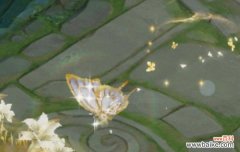 百合花特效配乐有何特别含义？