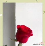 玫瑰花的含义是什么？它通常象征着什么？