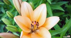 百合蓓蕾的含义是什么？百合蓓蕾代表了什么？