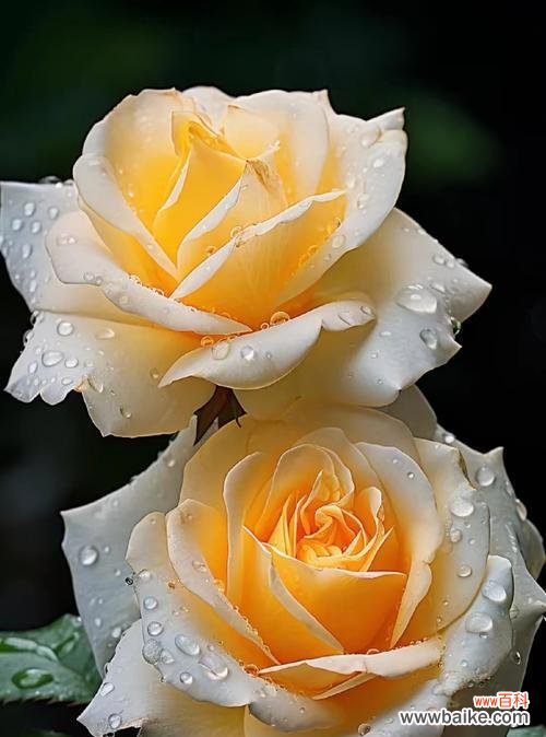 19朵黄玫瑰的花语是什么？这个数量的黄玫瑰有何特别含义？