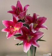 百合色在色彩学中代表什么？它有哪些特别的含义？