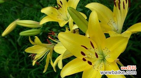 撒糖于百合花有何特殊含义?