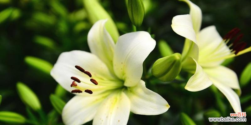 撒糖于百合花有何特殊含义?