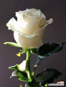 探寻玫瑰花的意义与用途 玫瑰花语，传达爱情的语言