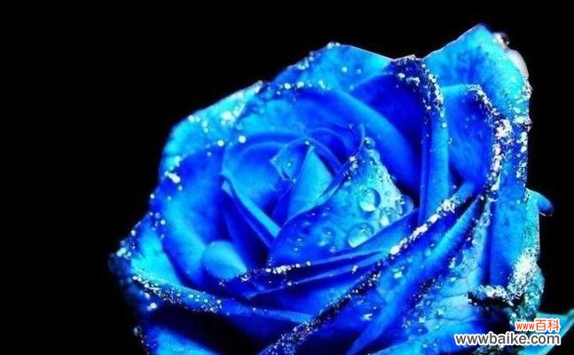 了解花语，送花更有心玫瑰花语 揭秘玫瑰花语的奥秘——多少朵代表什么