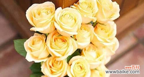 解读香槟玫瑰的花语意义，让你更懂得爱情 浪漫花语