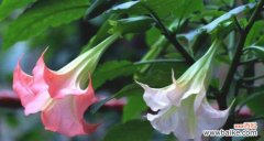 从传说到真相，探寻曼陀罗花的历史与文化 曼陀罗花