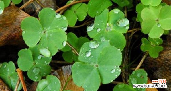 探究四叶草的象征意义和文化内涵 四叶草的寓意