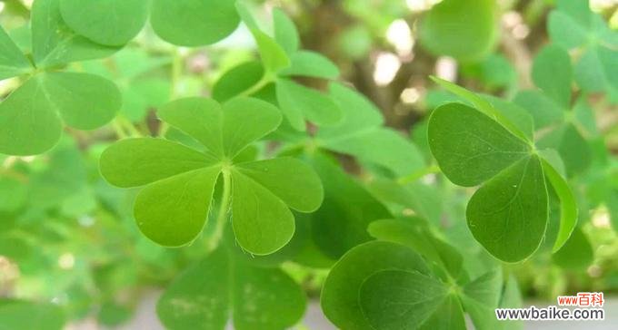 探究四叶草的象征意义和文化内涵 四叶草的寓意