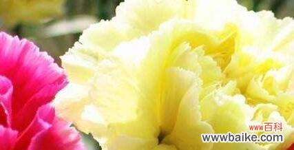 解读康乃馨各种花语，了解爱与美的真谛 康乃馨代表的花语