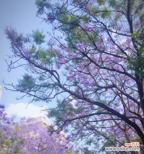 探究蓝花楹的花语与文化内涵，读懂自然之美 蓝花楹花语，寓意深刻的花卉之美