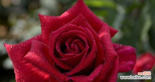 了解玫瑰花语，传递心意之美 玫瑰花语大揭秘——颜色代表的含义