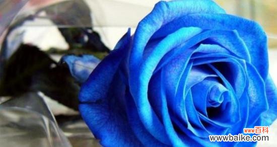 了解玫瑰花语，传递心意之美 玫瑰花语大揭秘——颜色代表的含义