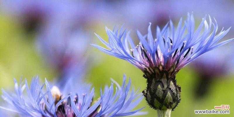探究矢车菊花语所蕴含的情感世界 矢车菊花语的深刻含义