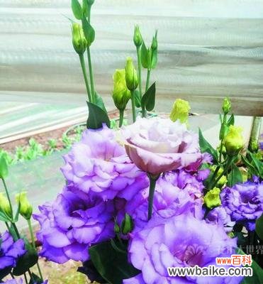 探寻洋桔梗花开的含义 紫色洋桔梗的花语与寓意