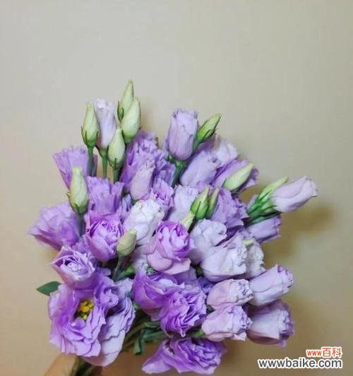 探寻洋桔梗花开的含义 紫色洋桔梗的花语与寓意