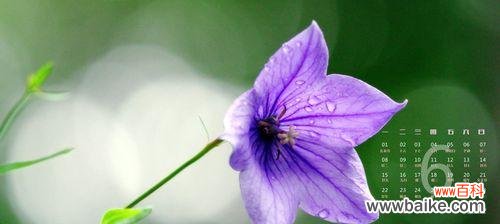 探寻洋桔梗花开的含义 紫色洋桔梗的花语与寓意