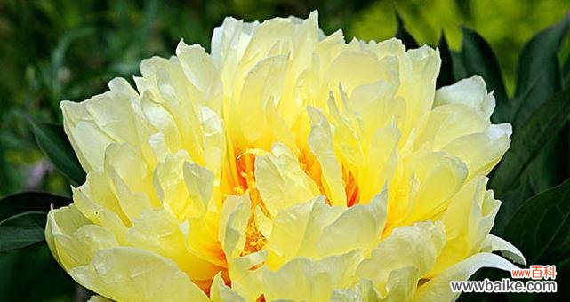 探寻白牡丹的含义和象征 白牡丹花语