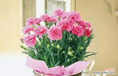 美丽 康乃馨的意义与象征