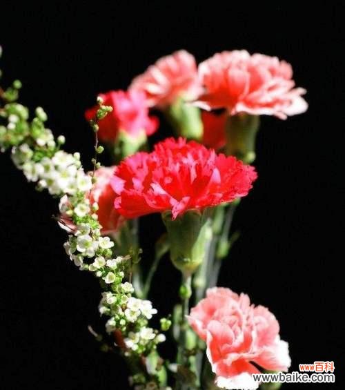 探索康乃馨花语的深层含义 康乃馨的花语