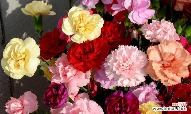 康乃馨的特点和寓意解读 康乃馨