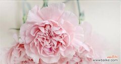 探索康乃馨的深层涵义 康乃馨之美