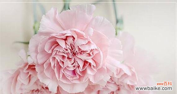 探索康乃馨的深层涵义 康乃馨之美