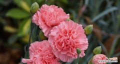 探索康乃馨的历史、象征和传承 康乃馨的寓意和花语